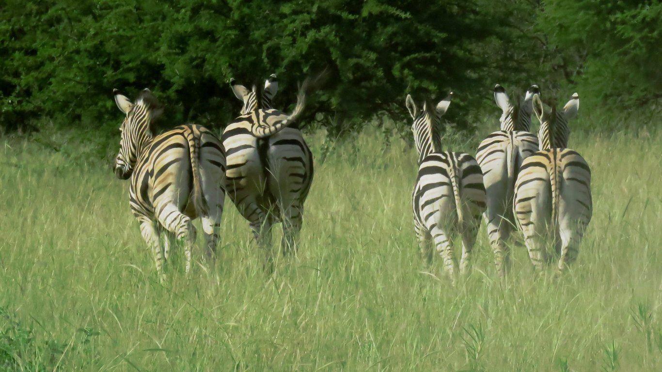 Re tse Peli Game Lodge