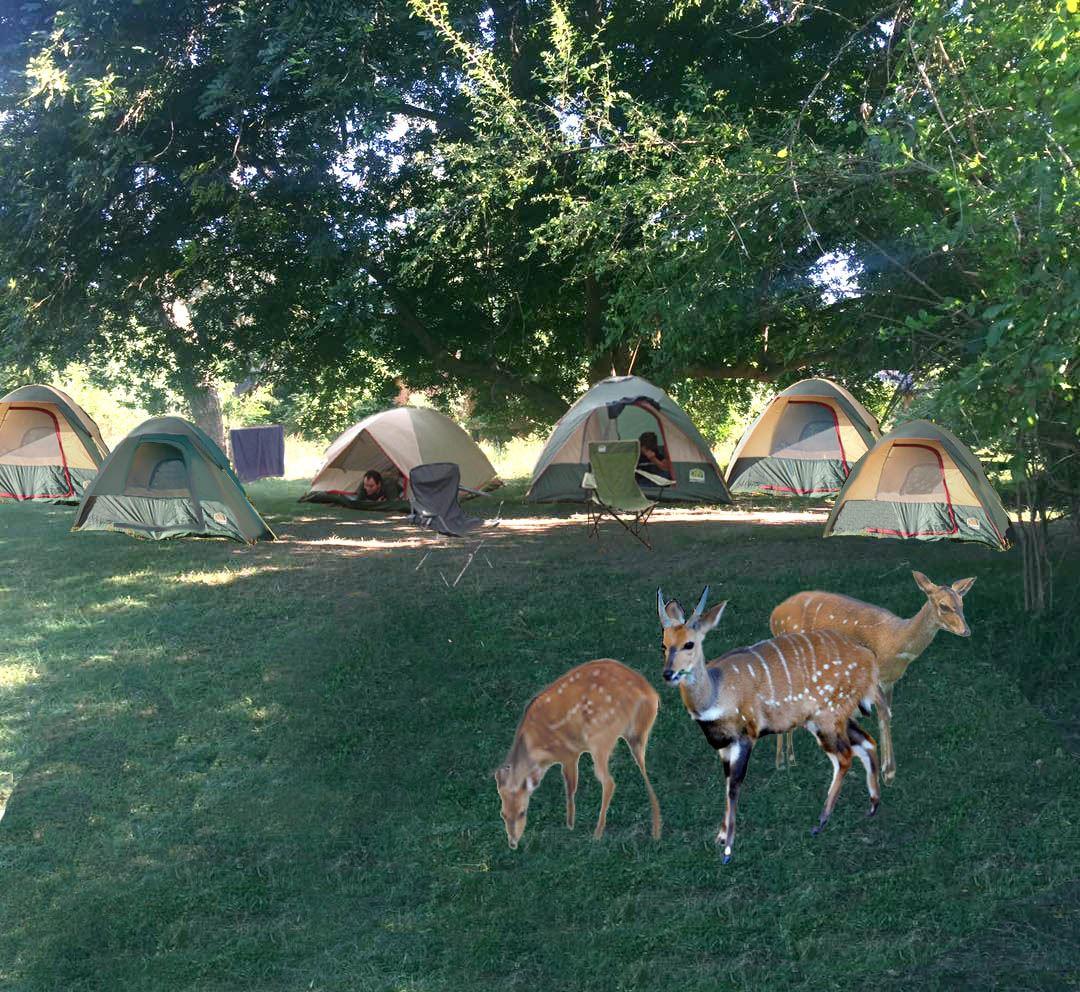 Backpacker Accommodation in South Luangwa Nat Park | South Luangwa Nat Park Accommodation