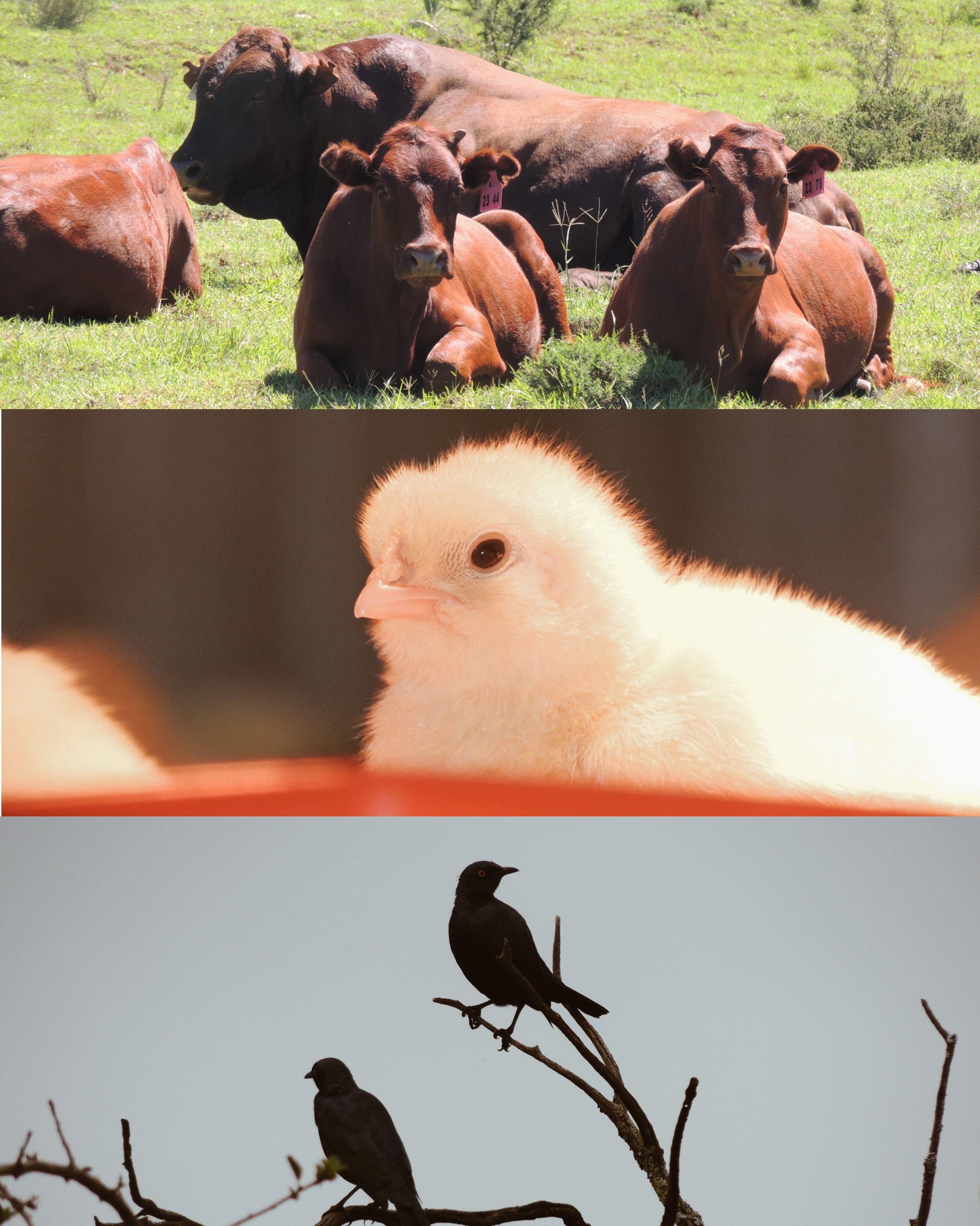 Wild Olive Sanctuary Accommodation | Accommodation Paterson