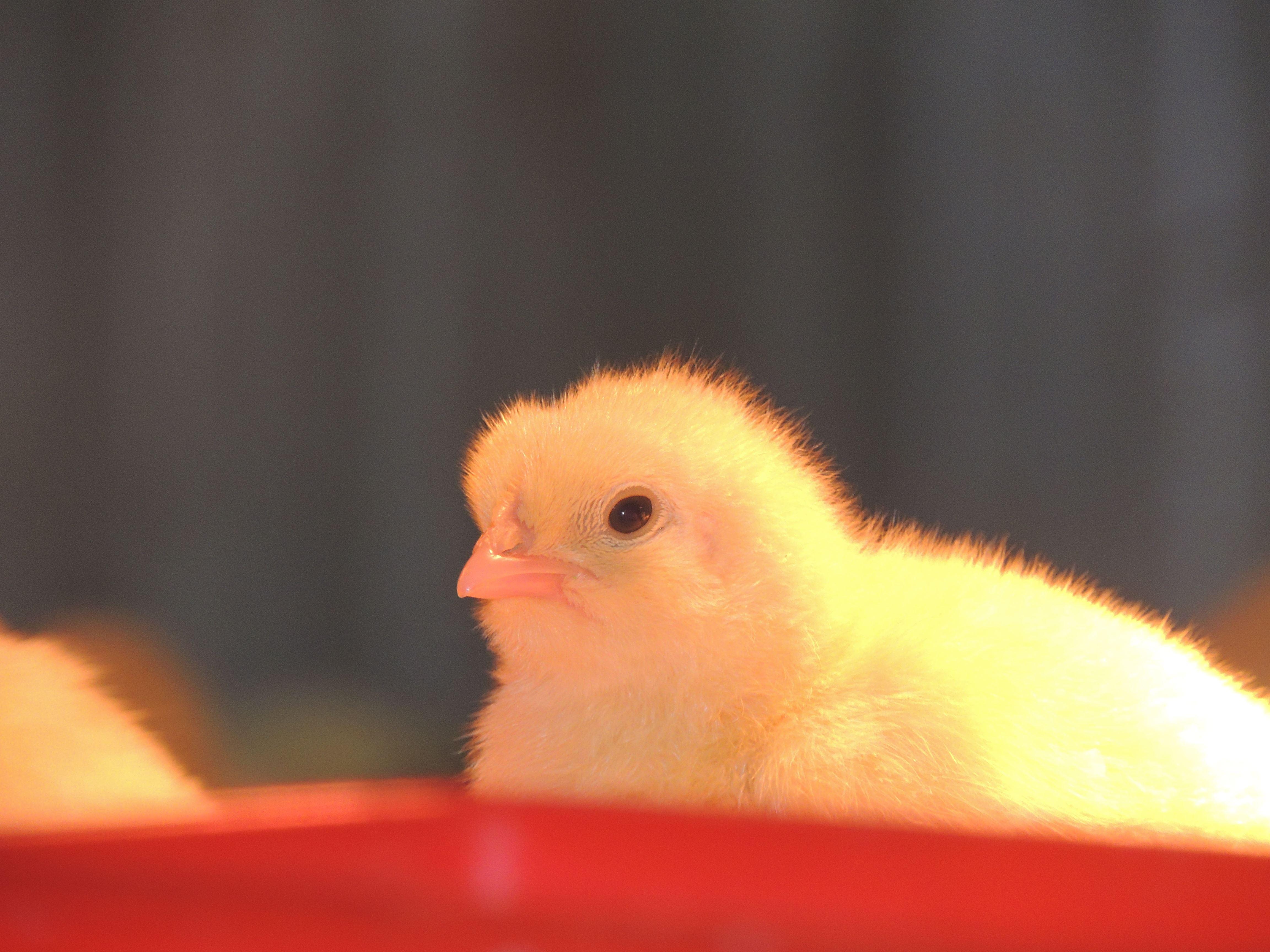 Wild Olive Sanctuary Accommodation | Accommodation Paterson