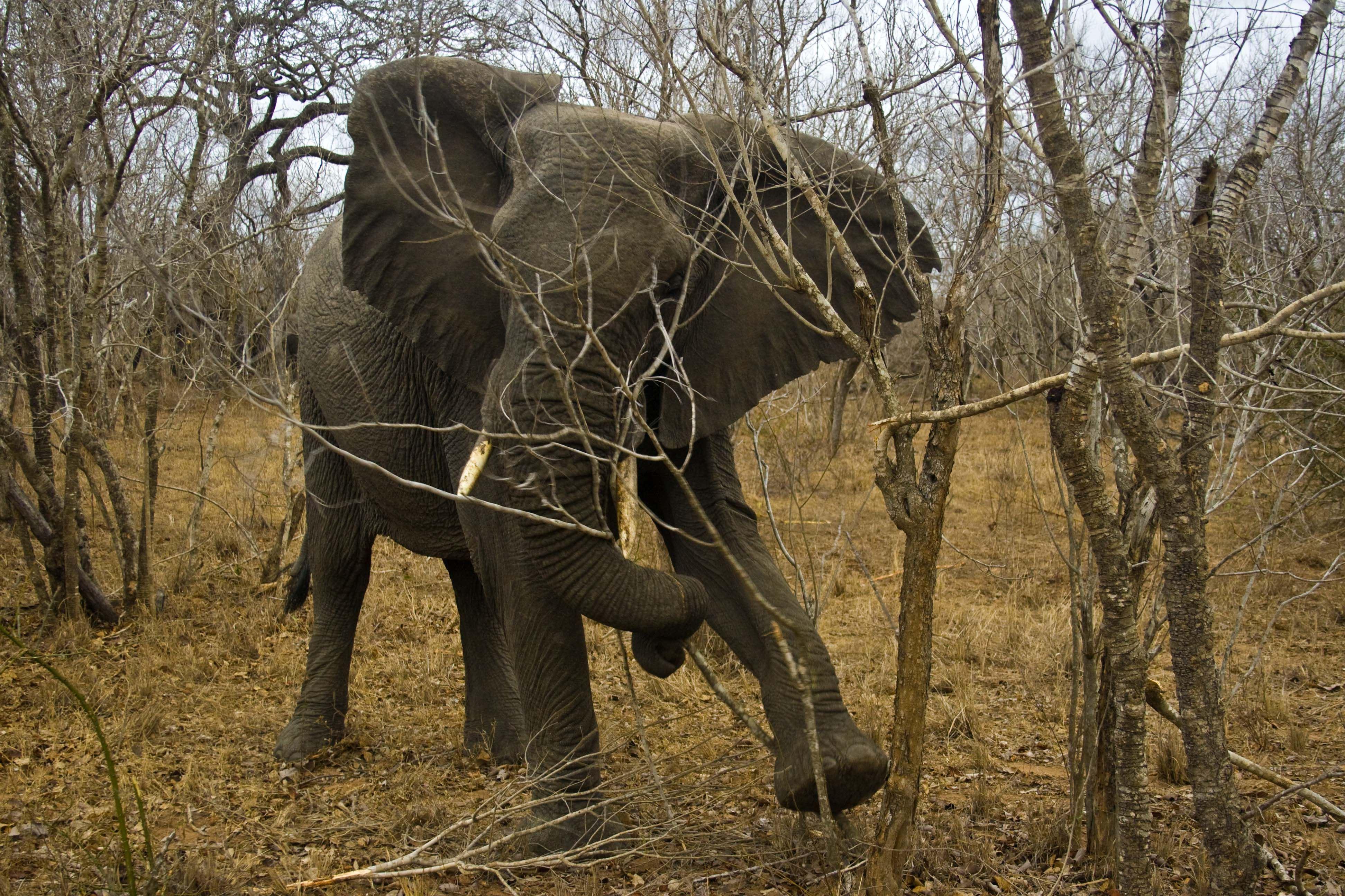 Bushlink Safaris,Luxury Tents