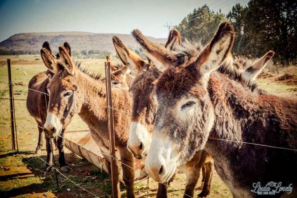 Donkey Inn | Ferreira Accommodation