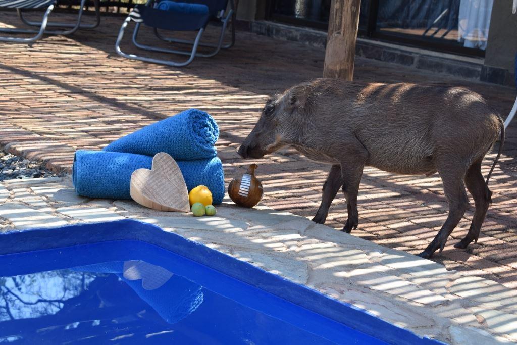 Bliss Wildlife Escape | Accommodation Hoedspruit
