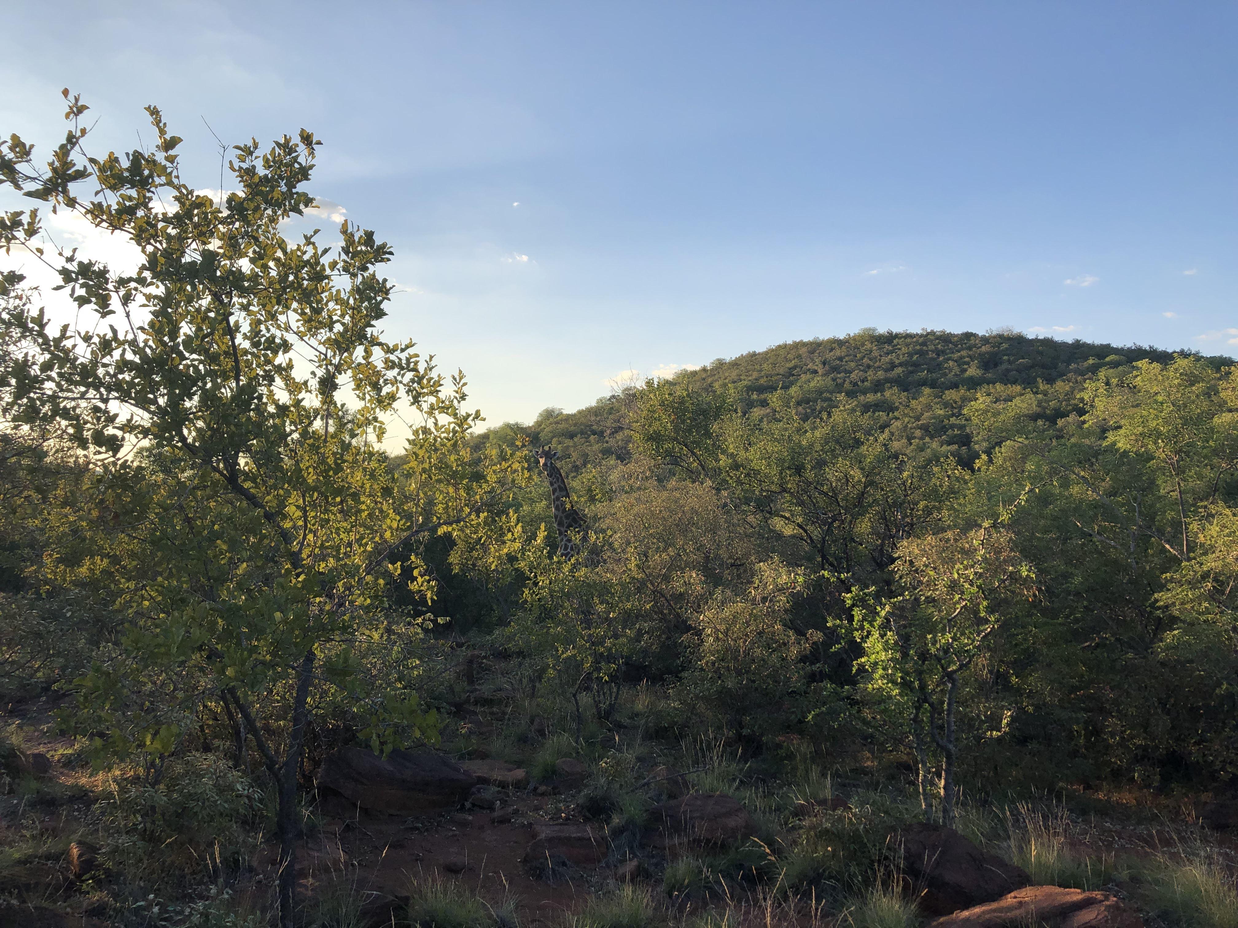 Ibala Bala Game Lodge | D'Nyala Nature Reserve Specials
