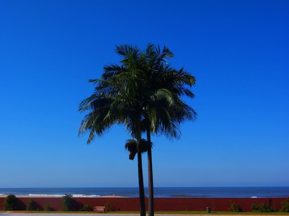 Boulevard A | Hibiscus Coast Specials