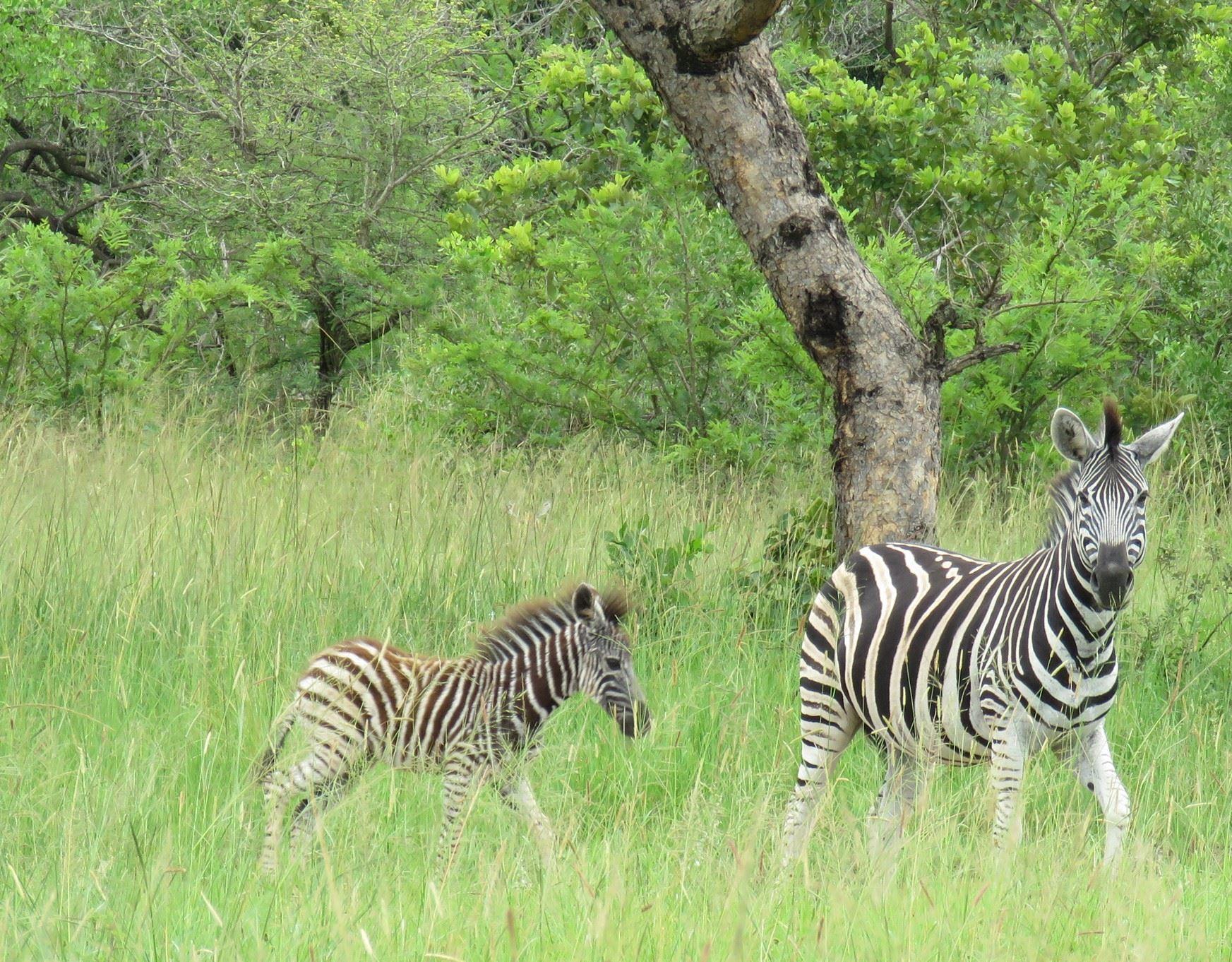 Dombeya Game Reserve, Shonalanga Lodge | Get the Best Accommodation ...