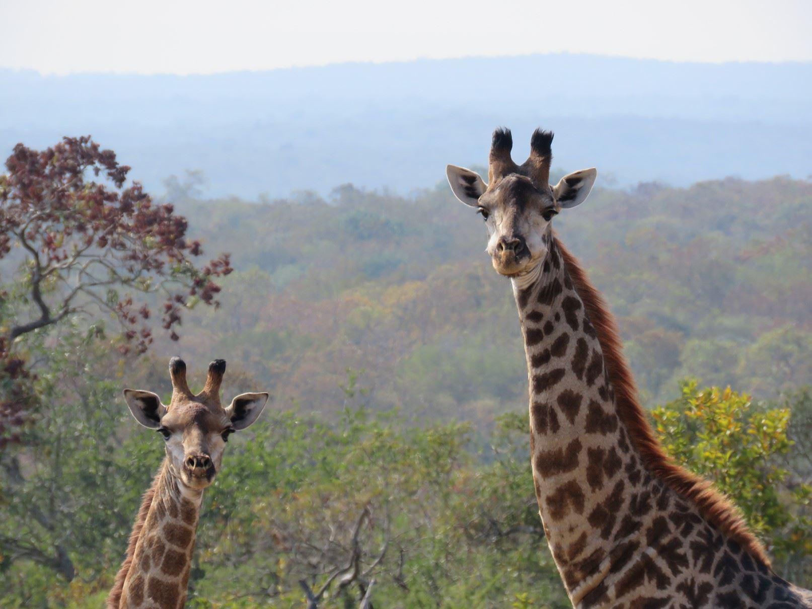 Dombeya Game Reserve, Shonalanga Lodge | Accommodation Manzini