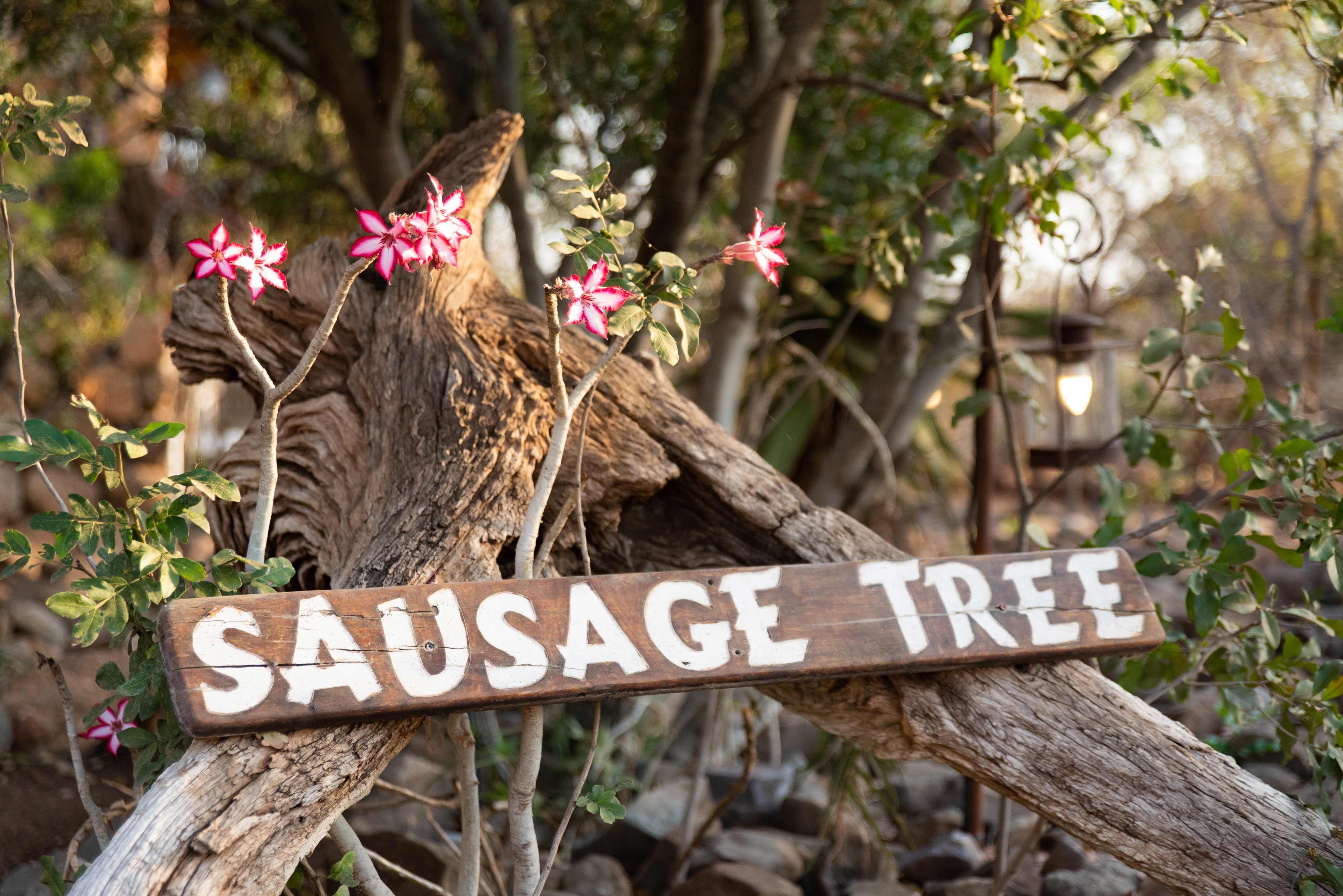 Sausage Tree Safari Camp | Hoedspruit Specials
