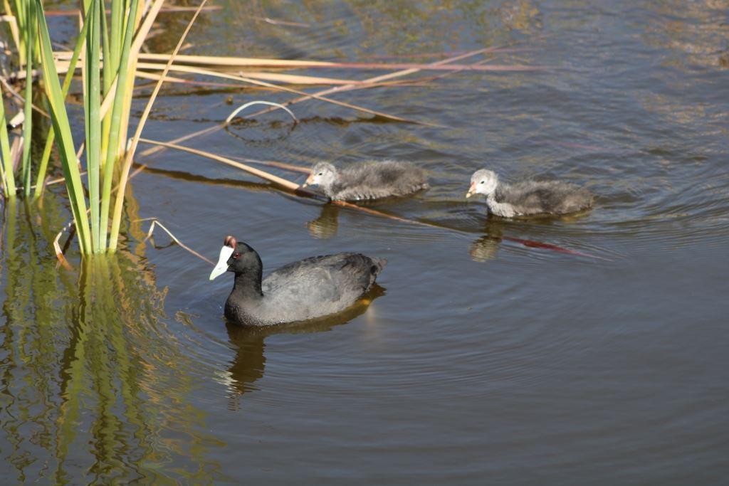 Red Bishop 3 | Langebaan Accommodation