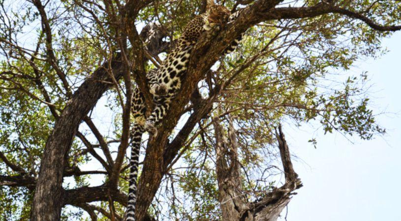 Wajee Mara Camp | Nakuru County Accommodation