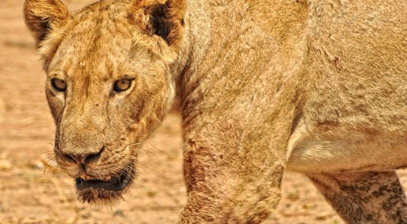 Kanga Camp | Hurungwe Accommodation