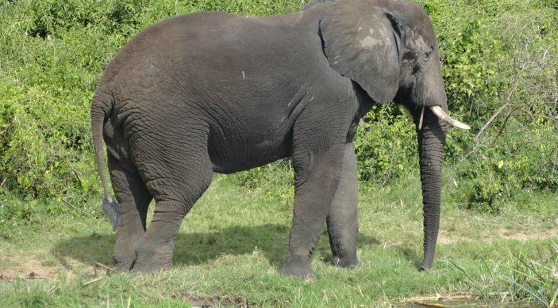 The Elephant Center Campsite | Kasese Hotels