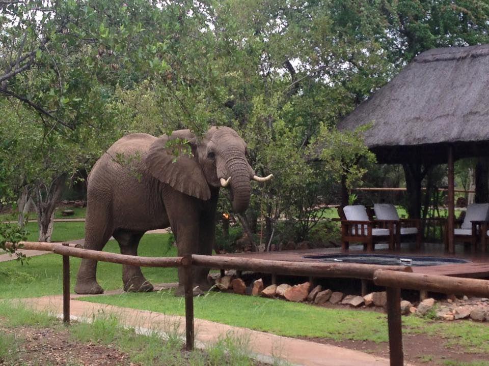 Tsakane Safari Camp | Balule Nature Reserve Accommodation