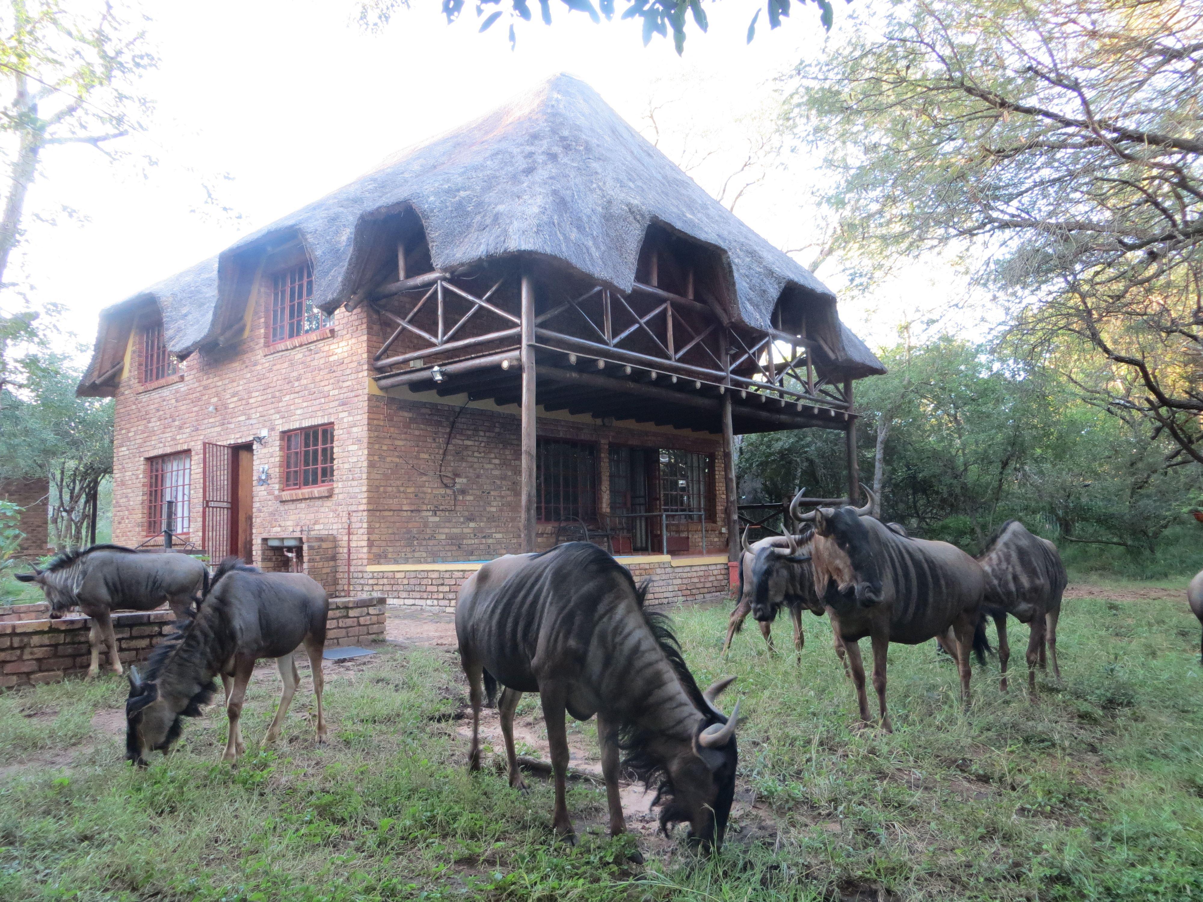 Rafiki's Kruger Retreat | Marloth Park Accommodation