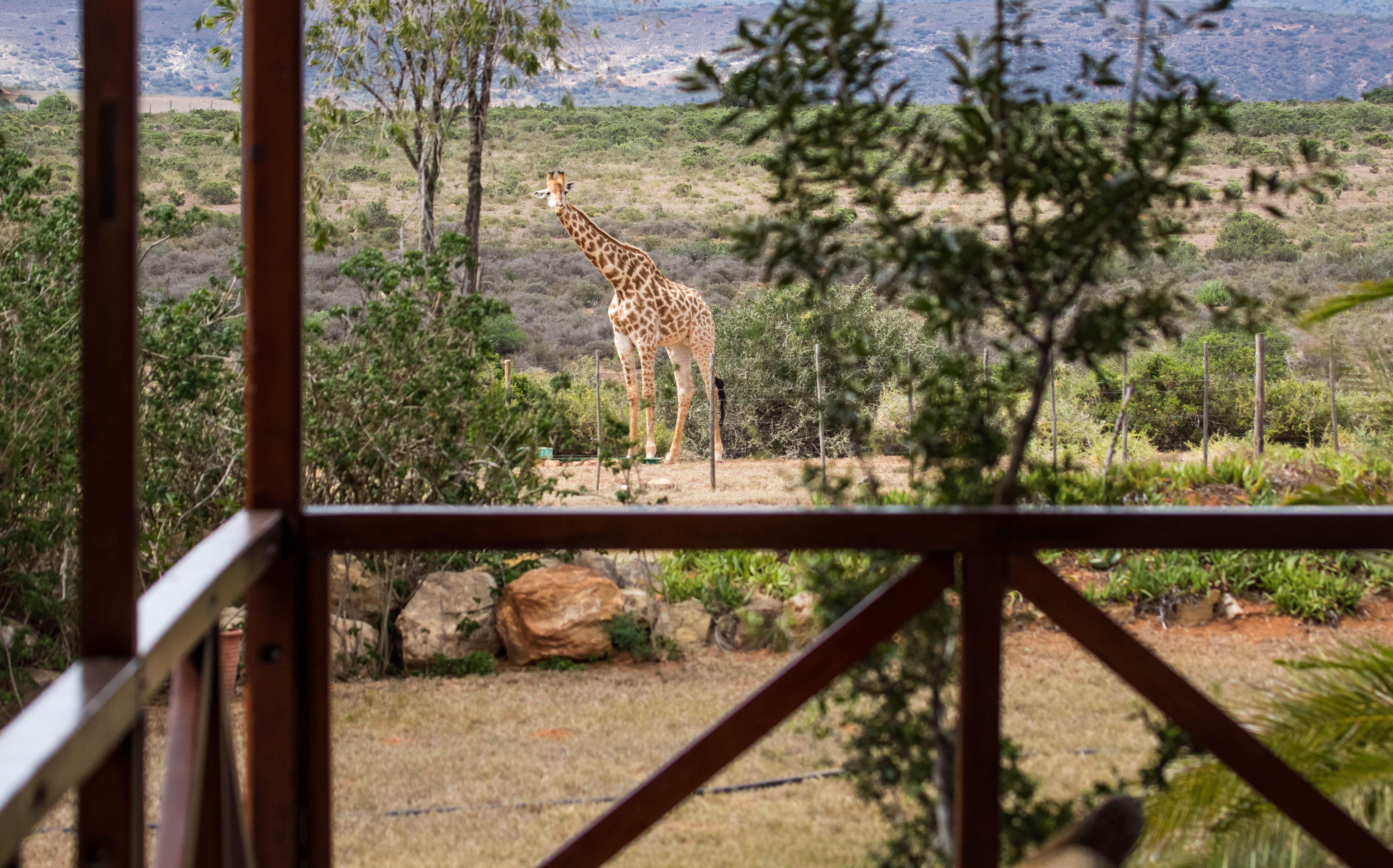 Accommodation at Carnarvon Dale House Amakhala