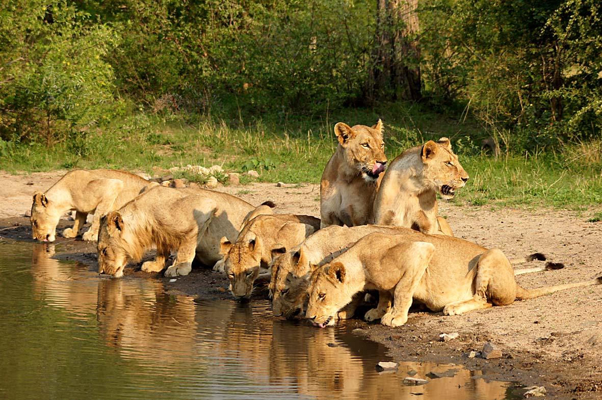 Leopard's View Game Lodge | Accommodation Hoedspruit