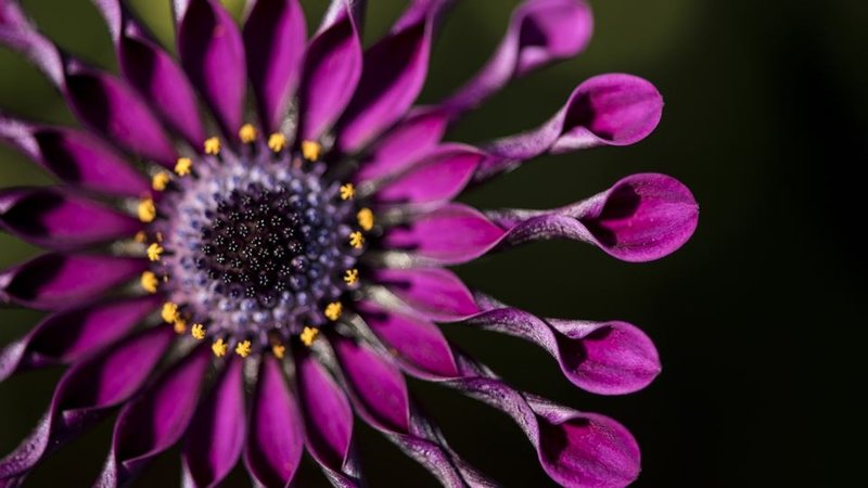 camp apollo daisies