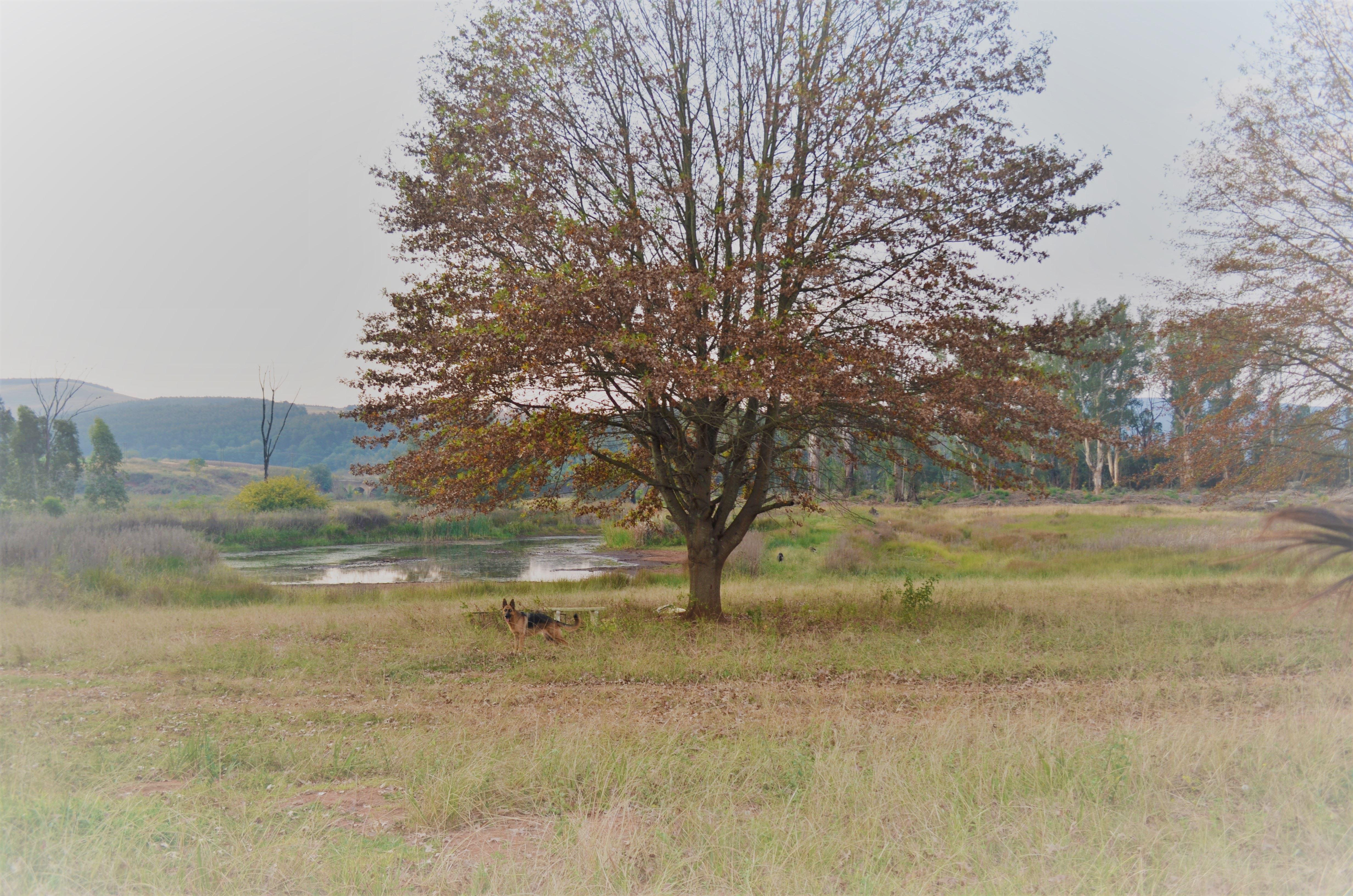 Eagles Rest Cottage | Greytown Accommodation