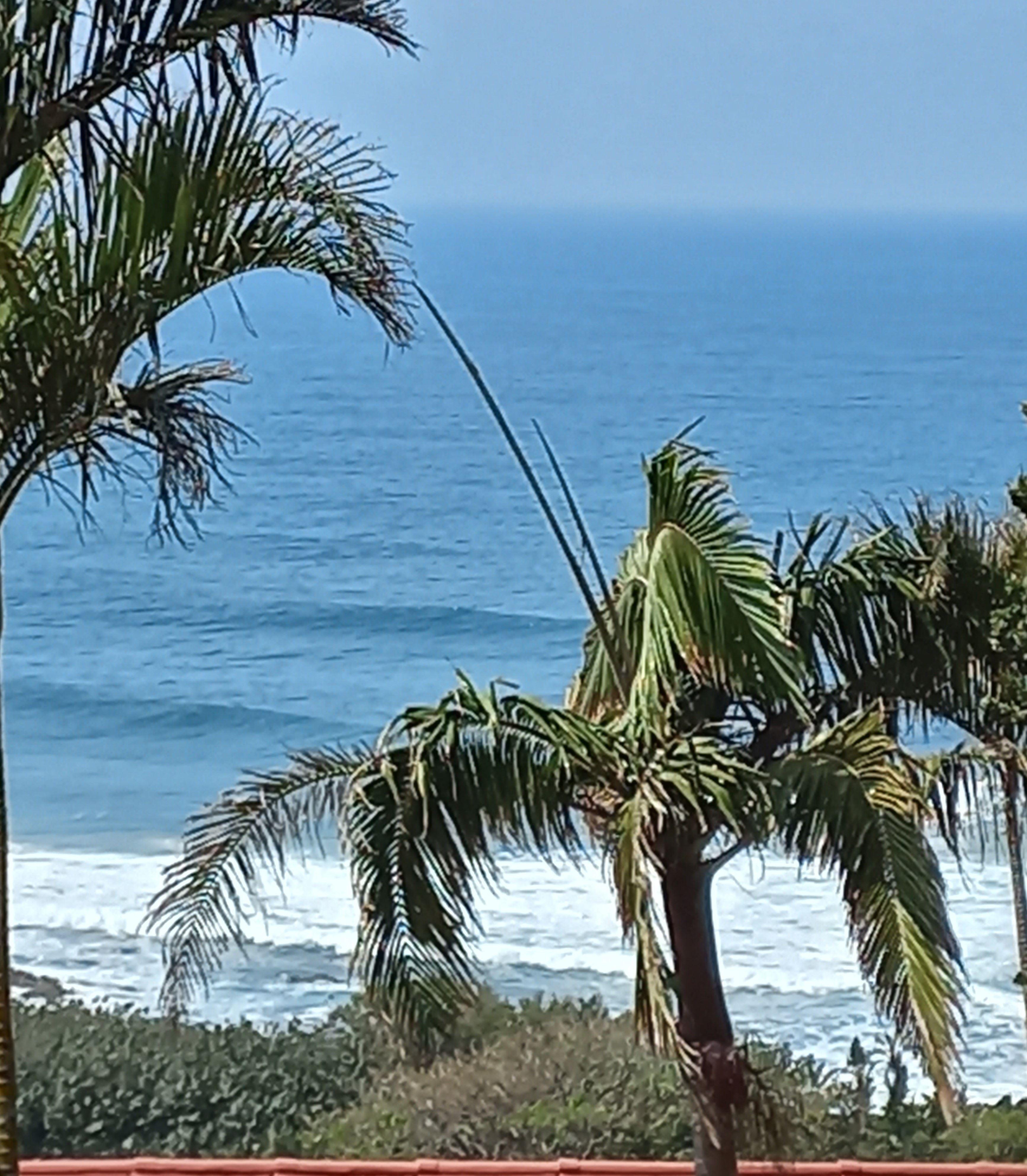 Rustling Palms