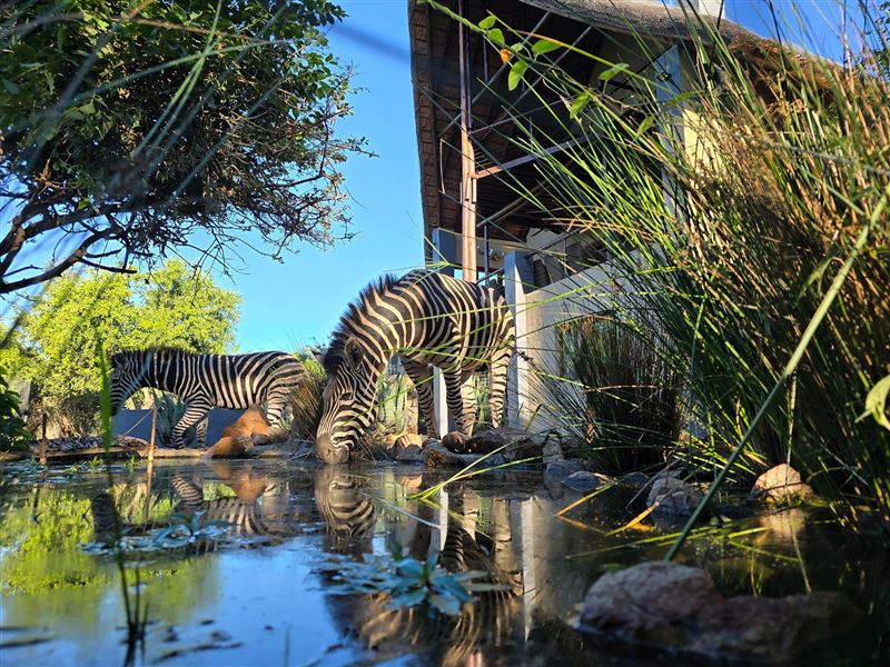 Pond with house in background