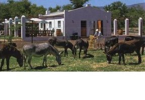 The Donkeys with the Restaurant at the background