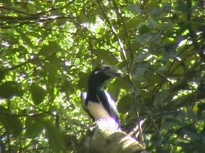 Hornbills frequent the forest