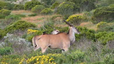 Things to do in Elandsfontein Private Nature Reserve