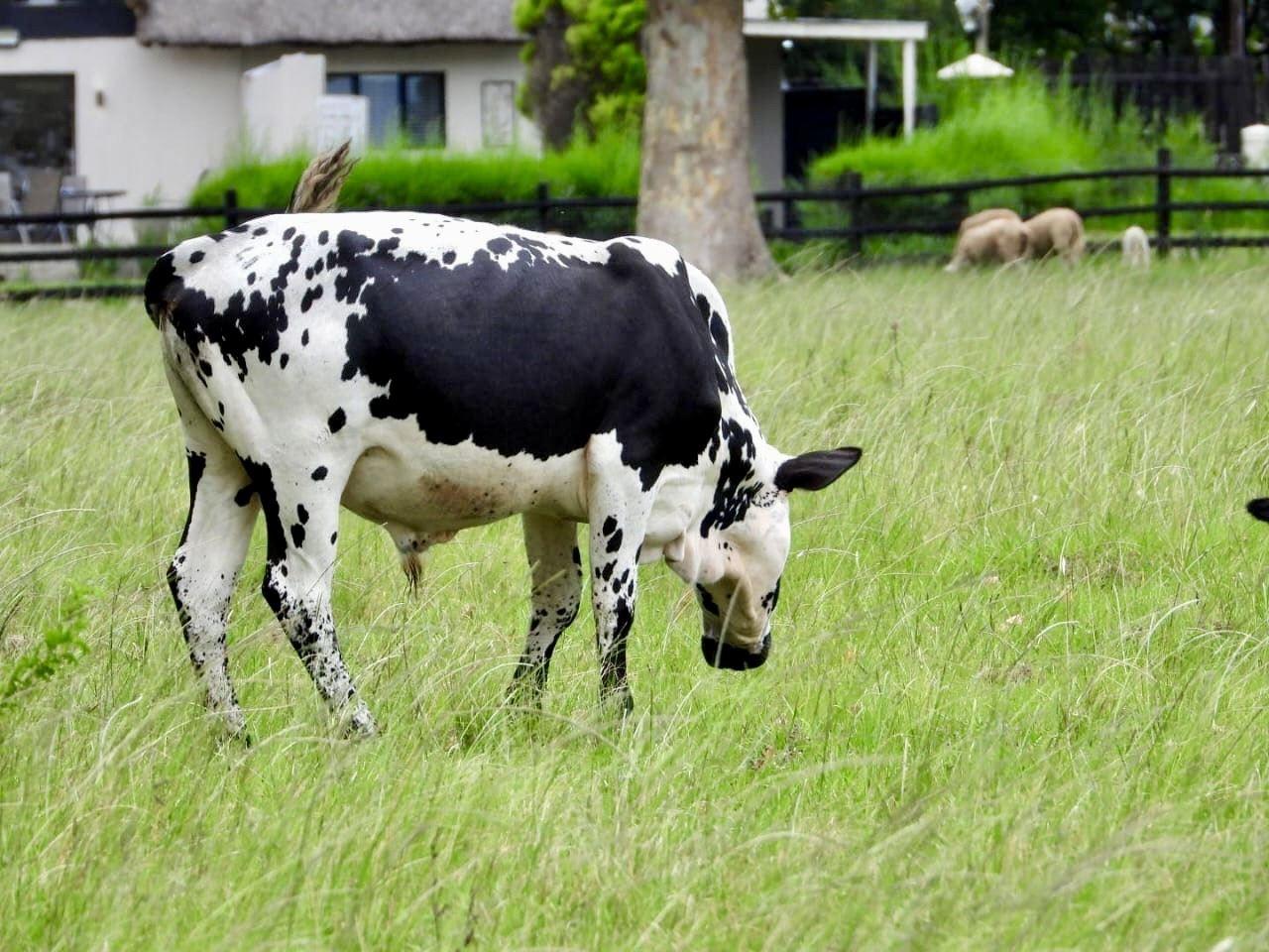 Rosetta Fields Country Lodge | Accommodation Rosetta