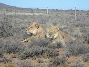 Male lion, Karoo National Park