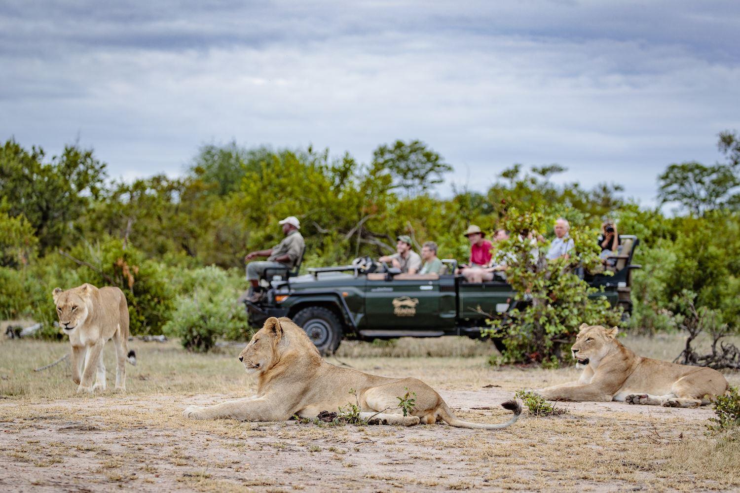 Shindzela Tented Safari Camp | Timbavati Reserve Accommodation