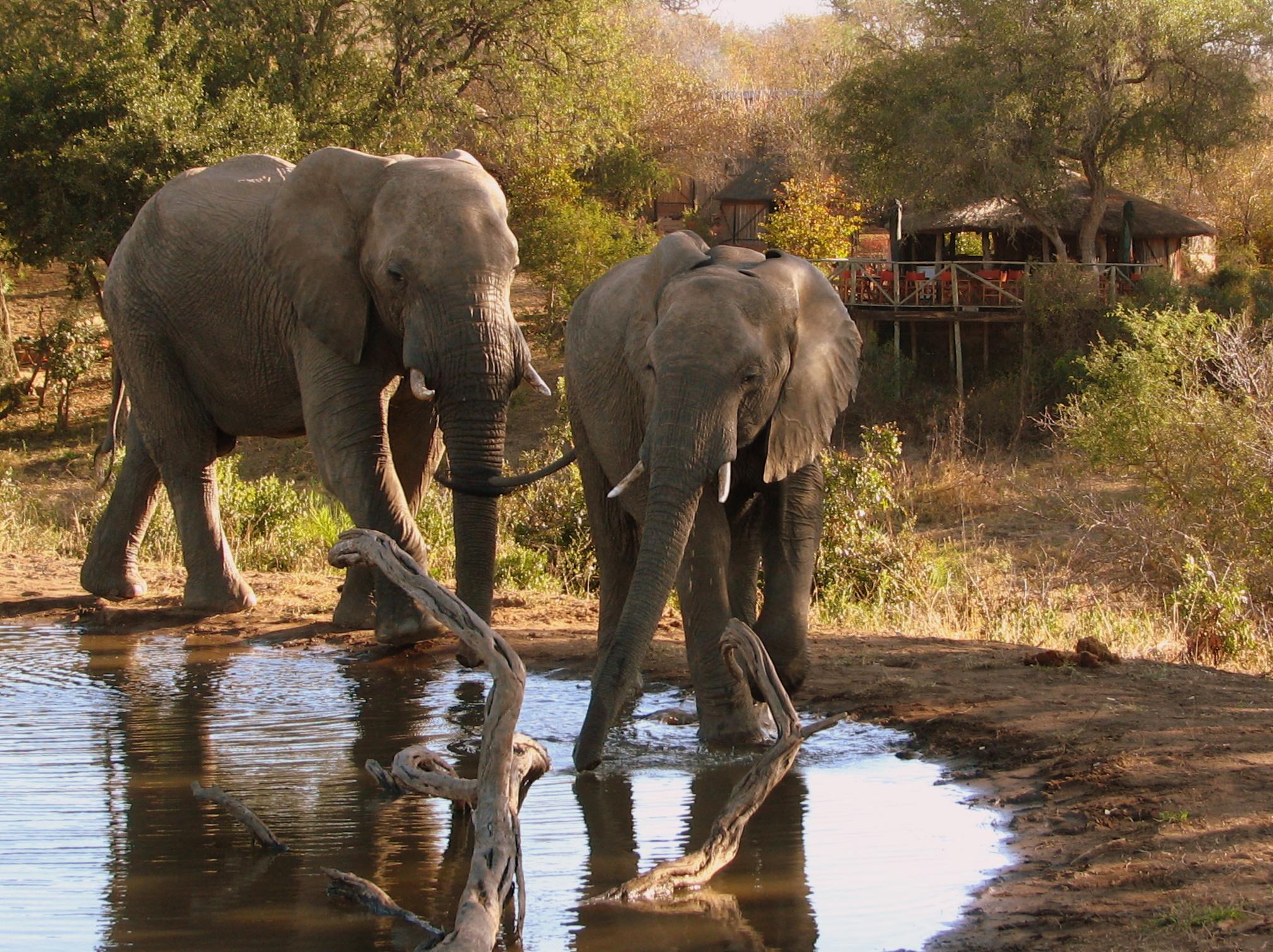 Umlani Bush Camp Timbavati Game Reserve | Timbavati Reserve Accommodation