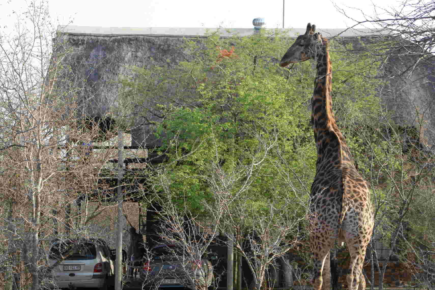 Ingwenya View | Marloth Park Specials