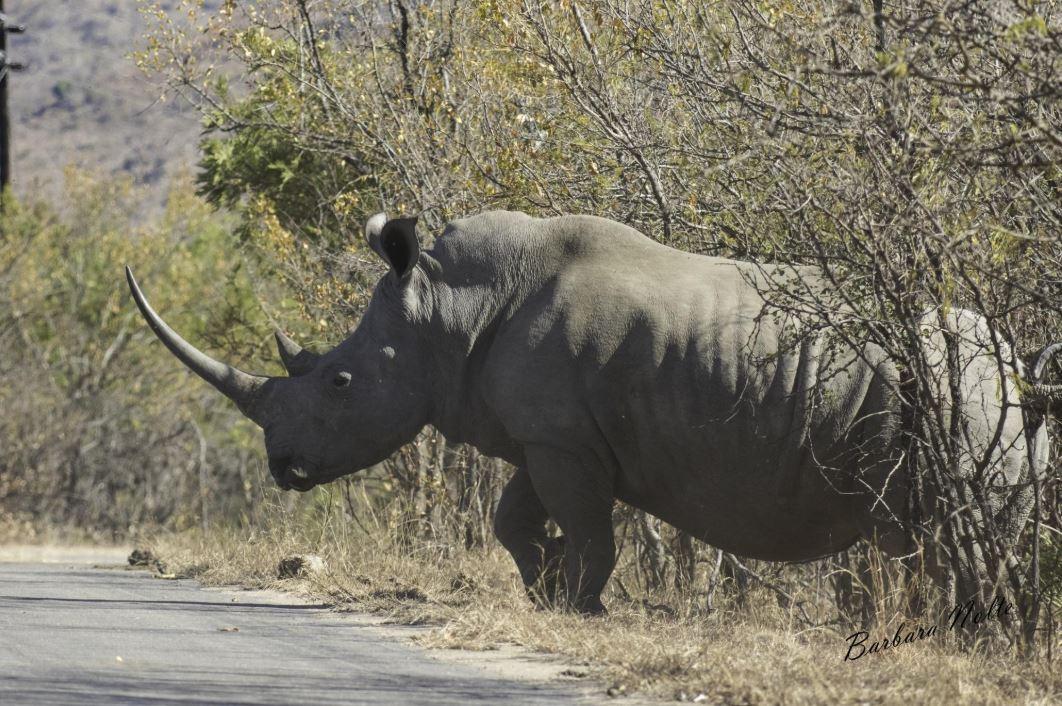Malelane Rest Camp Kruger National Park SANParks