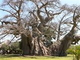Giant Baobab | Reserve Your Hotel, Self-Catering, or Bed and