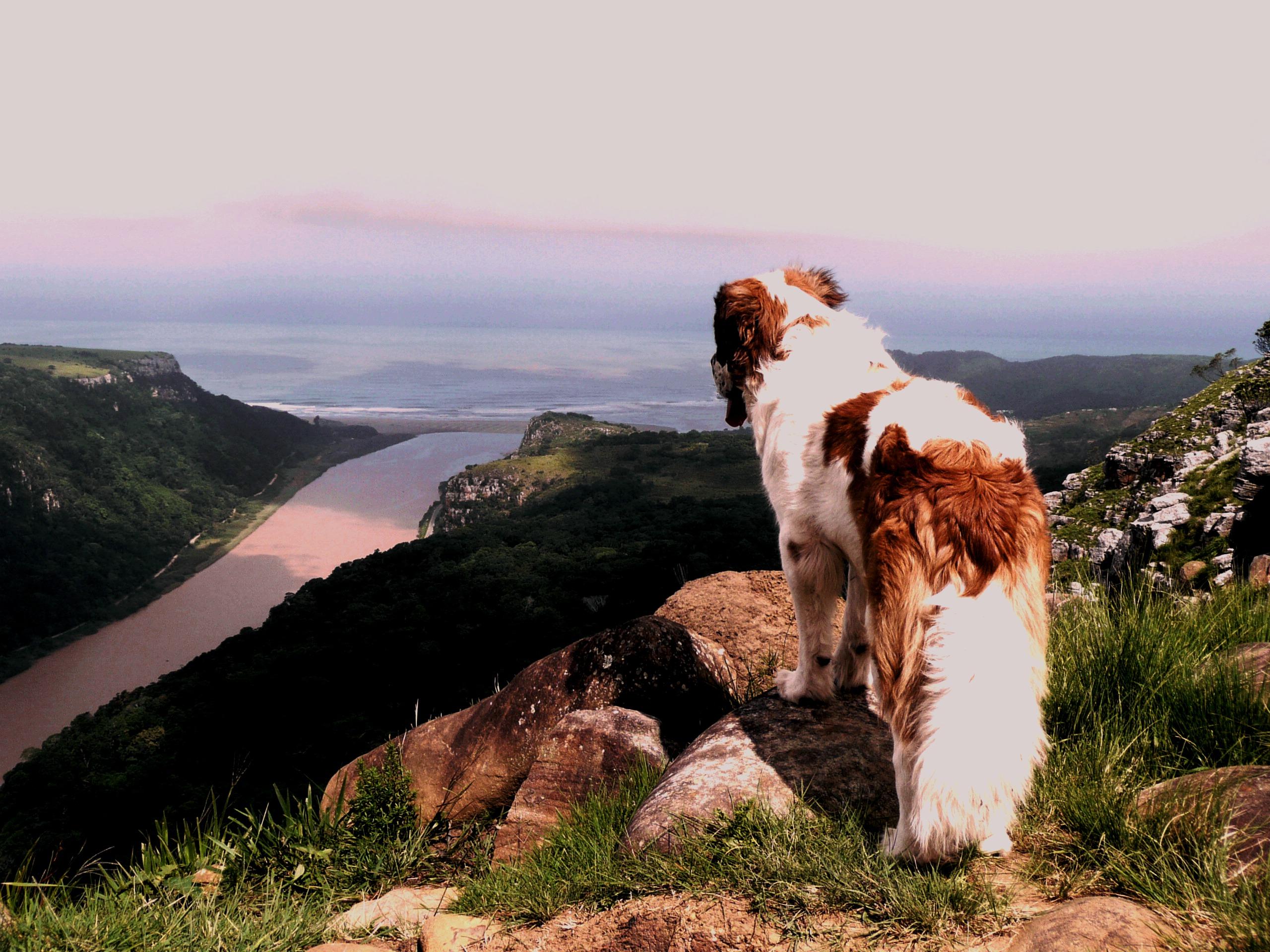 Jungle Monkey Backpackers | Port St Johns Accommodation