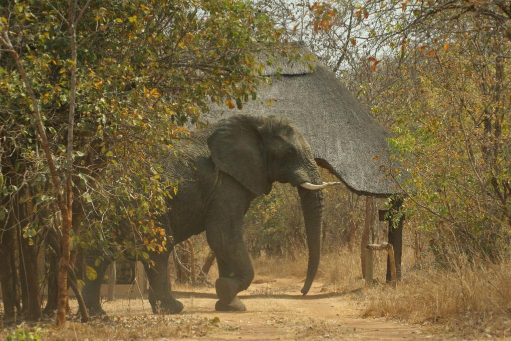 Elephant at the lodge