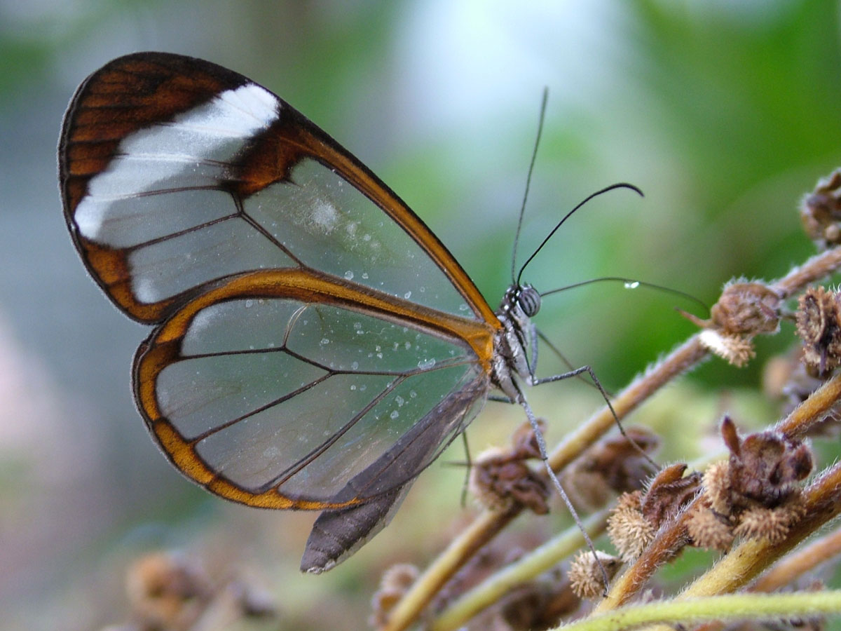 Butterfly World | Affordable Deals - Book Self-Catering or Bed and ...