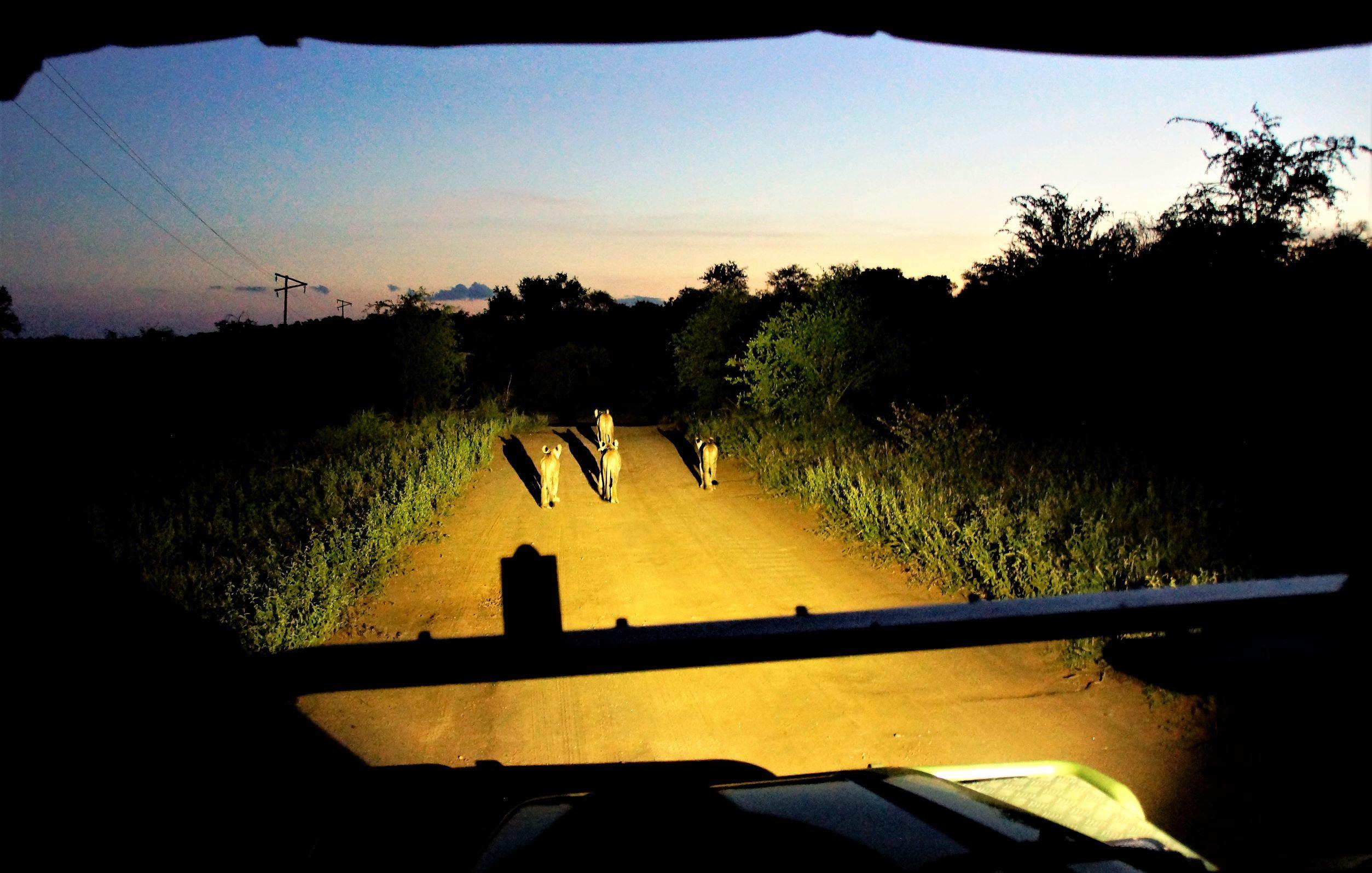 Baluleni Safari Lodge