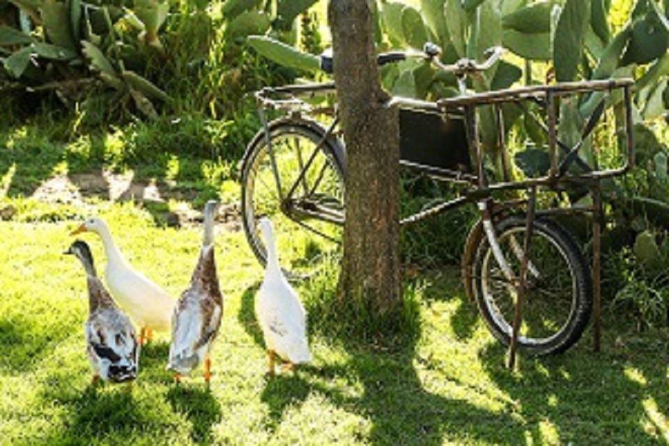 Granny Goose | Self-catering Volksrust