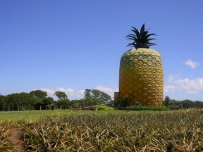 Surrounded by pineapple plantations.