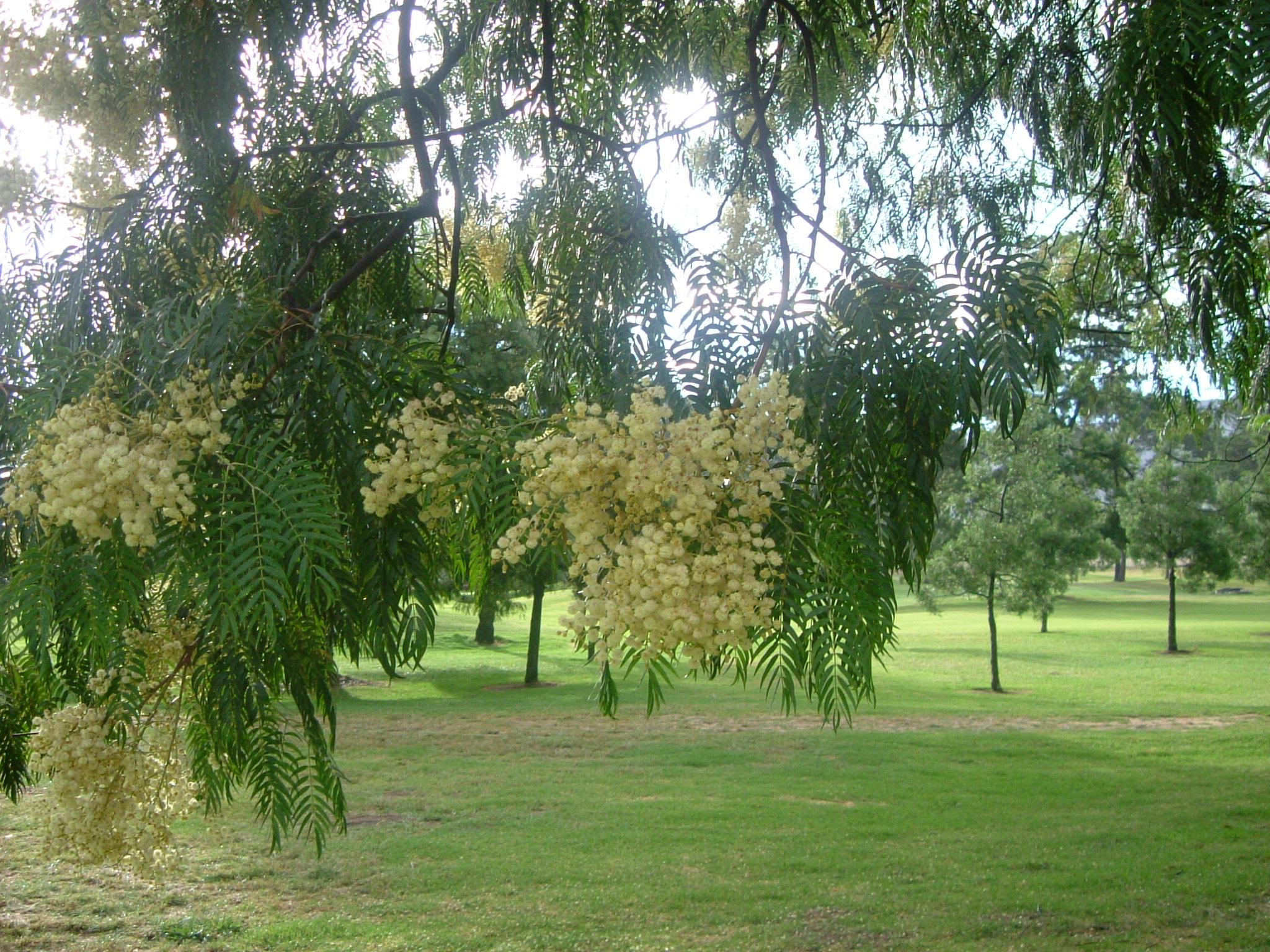 Paarl Golf Club has over 100 year history. Shady trees on the 10th.