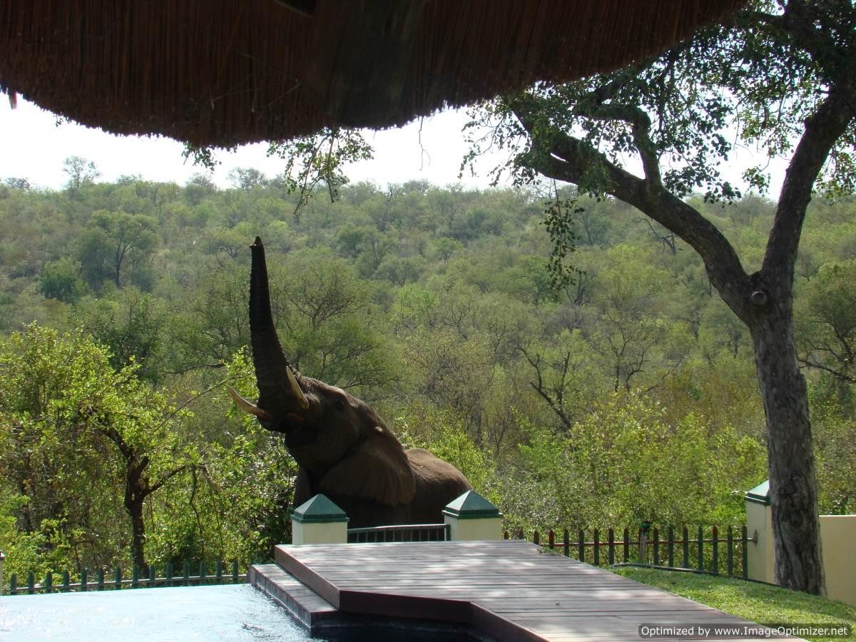 Muweti Bush Lodge | Accommodation Phalaborwa