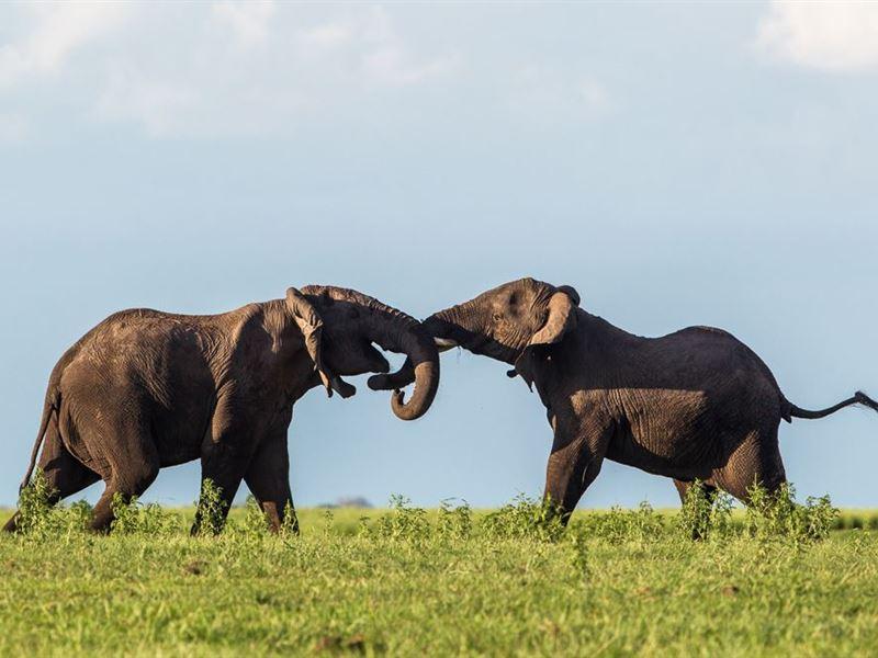 Chobe Accommodation