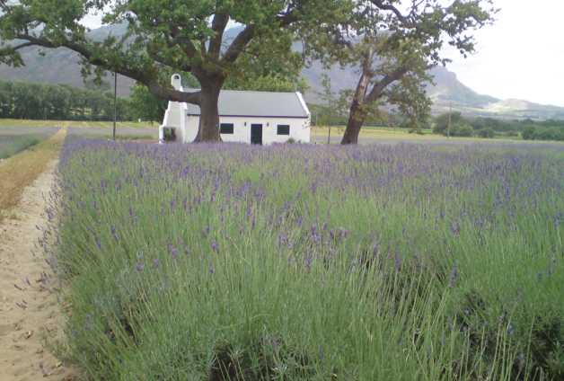 Franschhoek Accommodation. Discover Franschhoek's Tranquil Holiday Villas.