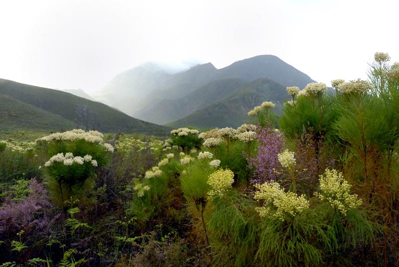 Greyton Accommodation