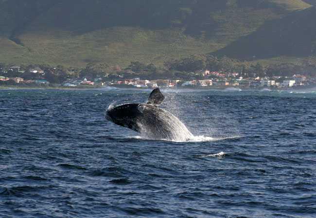 Hermanus Accommodation