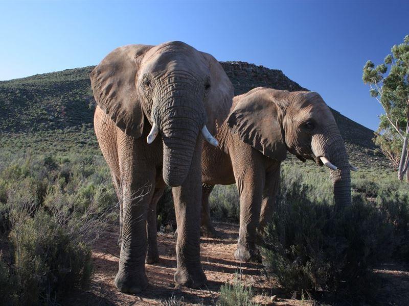 Touws River Guest House