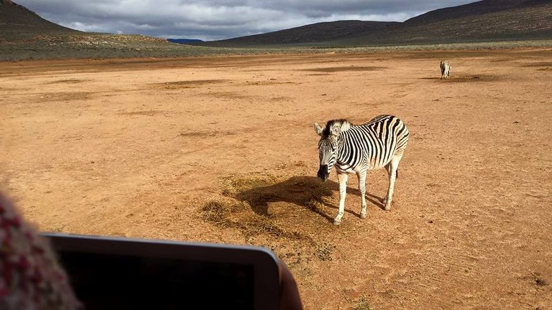 Zebra at Aquila Private Game Reserve