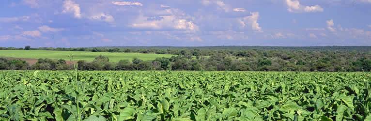 Brits Breakfast in room