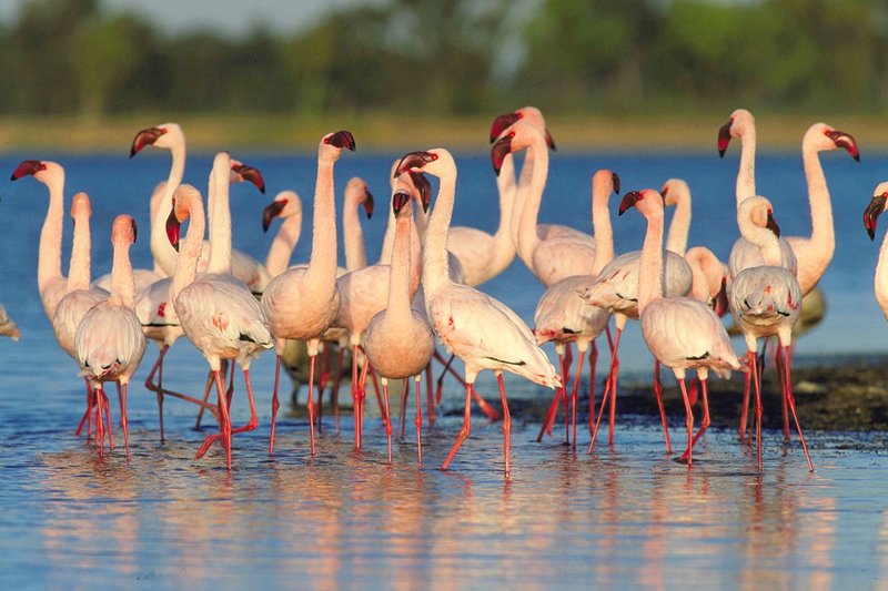 Flamingos at Modimola Dam, Mahikeng